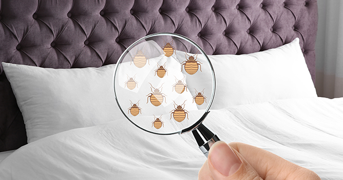 Bed Bug Lawyers in Houston, Texas