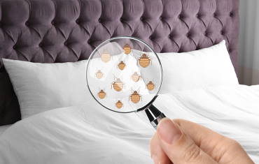 Bed Bugs