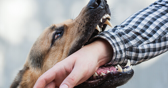 Dog Bite Injury Lawyer