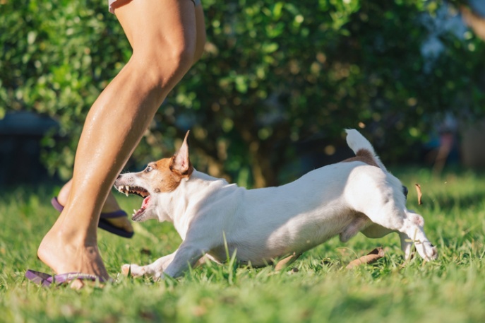 Dog lunging at a person in a Houston, TX yard